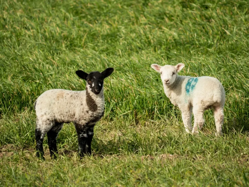 vente agneaux suffolk à Brousse