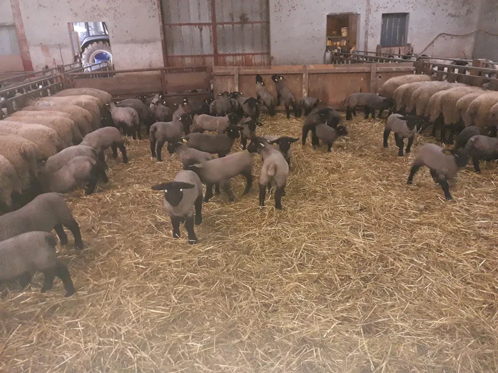Saison des agnelages