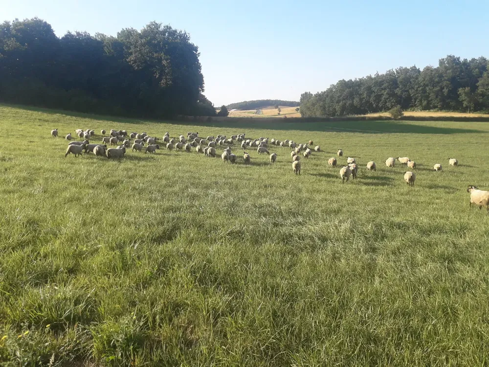 Du champ à l’auge