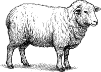 brebis